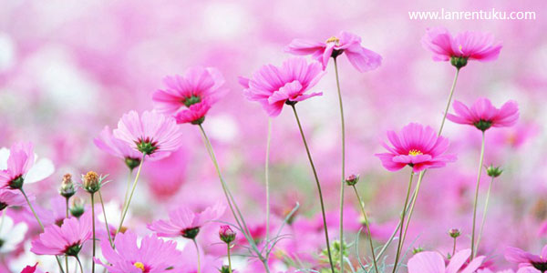 ���Ǳ�����