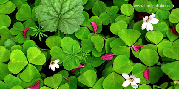 ���Ǳ�����